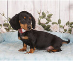 Small Photo #1 Dachshund Puppy For Sale in PENNS CREEK, PA, USA