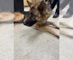 Small German Shepherd Dog