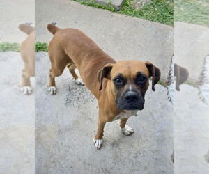 Boxer Dogs for adoption in Dumont, NJ, USA