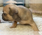 Small #3 American Bullnese-French Bulldog Mix