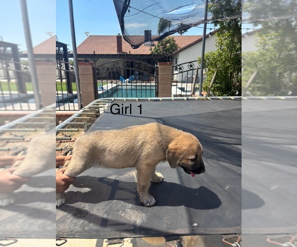 Medium Photo #10 Kangal Dog Puppy For Sale in NORCO, CA, USA