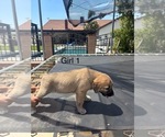 Small #9 Kangal Dog