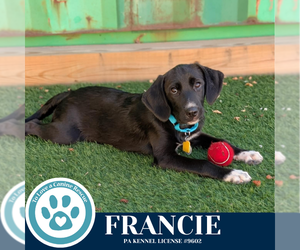 Labrenees Dogs for adoption in Kimberton, PA, USA