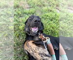 Small #3 Labrador Retriever Mix