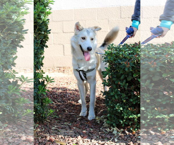 Medium Photo #1 Siberian Husky-Unknown Mix Puppy For Sale in Yuba City, CA, USA