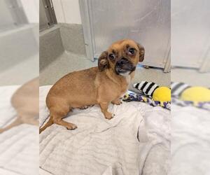 Chihuahua Dogs for adoption in San Martin, CA, USA