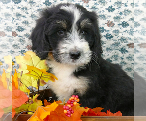 Bernedoodle (Miniature) Puppy for sale in ROY, UT, USA