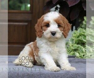Cavapoo (Miniature) Puppy for sale in NARVON, PA, USA
