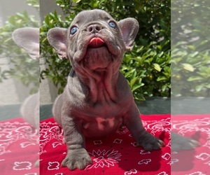 French Bulldog Puppy for sale in LOS ANGELES, CA, USA