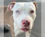 Small American Staffordshire Terrier Mix