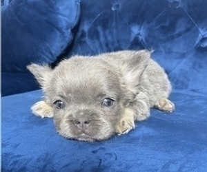 French Bulldog Puppy for sale in MORENO VALLEY, CA, USA