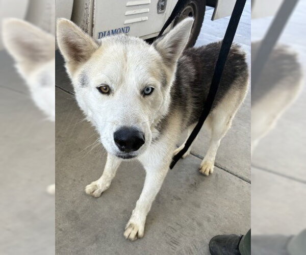 Medium Photo #1 Siberian Husky Puppy For Sale in Bakersfield, CA, USA