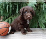 Small #5 Labradoodle