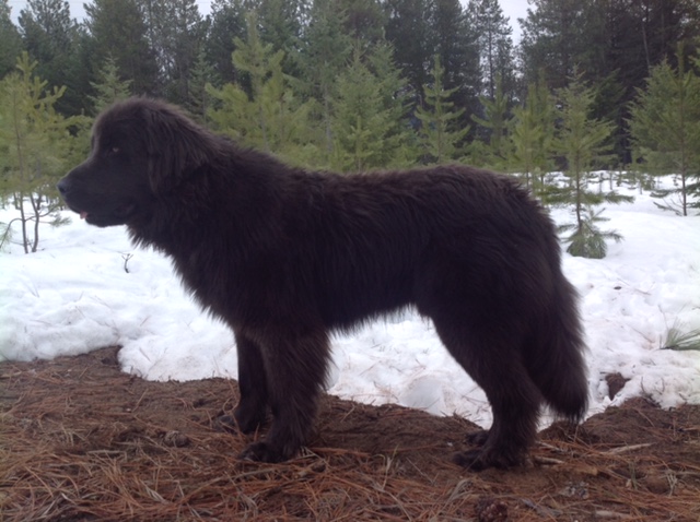 Medium Photo #1 Great Pyrenees-Newfoundland Mix Puppy For Sale in BONNERS FERRY, ID, USA