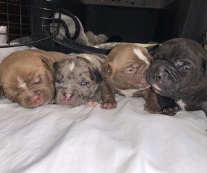 American Bully-Bulldog Mix Puppy for sale in PROVIDENCE, RI, USA