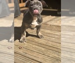 Puppy Light Blue American Bully