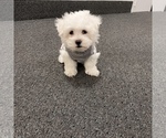 Small Photo #15 Maltese Puppy For Sale in KANSAS CITY, MO, USA