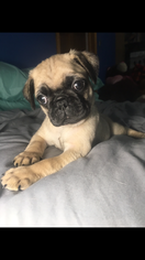 Pug Puppy for sale in PINE VILLAGE, IN, USA