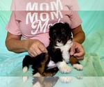 Puppy Ireland Aussiedoodle Miniature 