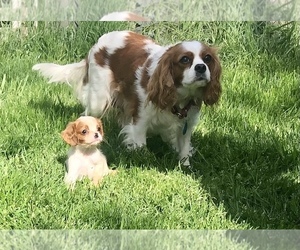 Mother of the Cavalier King Charles Spaniel puppies born on 04/28/2022