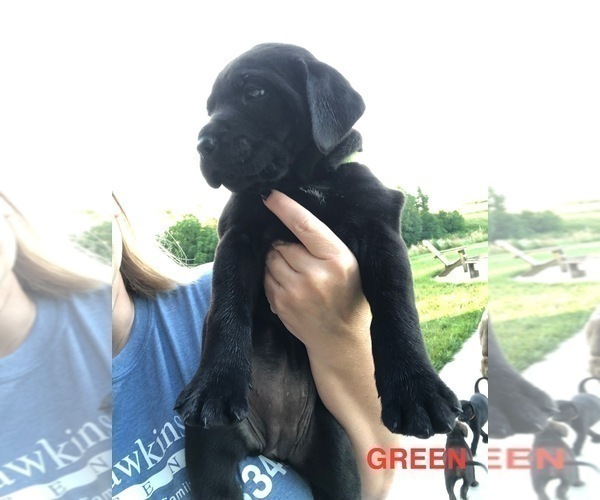 Medium Photo #5 Mastador Puppy For Sale in MONTGOMERY, IN, USA