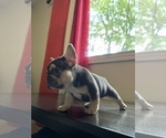 Puppy 4 French Bulldog
