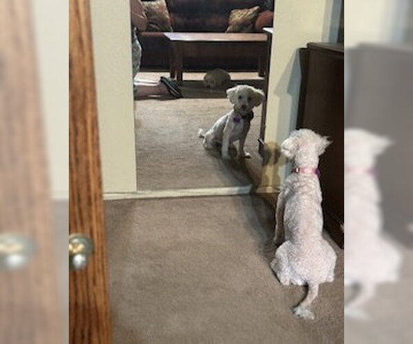 Medium Photo #11 Poodle (Miniature)-Unknown Mix Puppy For Sale in Corona, CA, USA