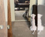 Small Photo #11 Poodle (Miniature)-Unknown Mix Puppy For Sale in Corona, CA, USA