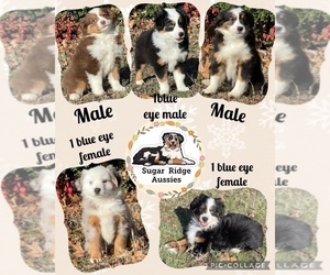 Miniature American Shepherd Puppy for sale in PRINCETON, TX, USA