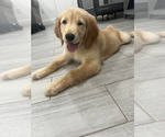 Small #3 Golden Retriever