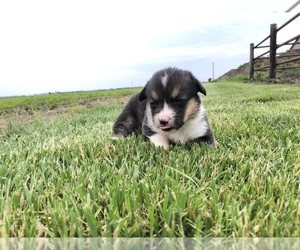 Pembroke Welsh Corgi Puppy for sale in ARTHUR, IL, USA