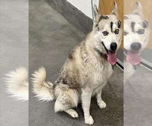 Pomsky Dogs for adoption in Forestville, MD, USA