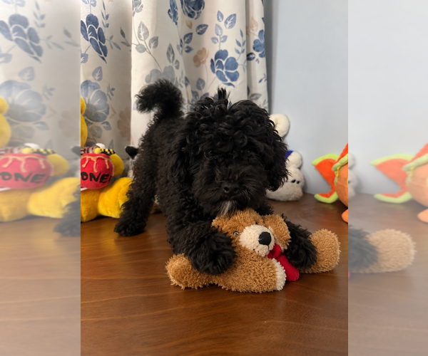 Medium Photo #31 Bichpoo Puppy For Sale in DURHAM, CT, USA