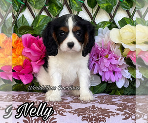 Cavalier King Charles Spaniel Puppy for sale in MIAMI, FL, USA