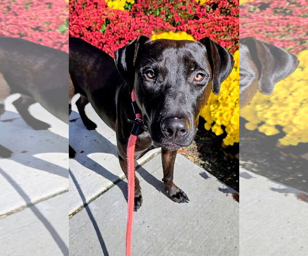 Medium Photo #4 Labrador Retriever-Unknown Mix Puppy For Sale in Rockaway, NJ, USA