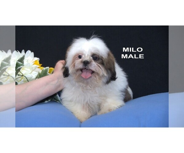 Medium Photo #4 Shih Tzu Puppy For Sale in CLARE, MI, USA