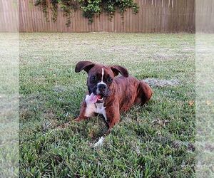 Boxer Dogs for adoption in San Leon, TX, USA