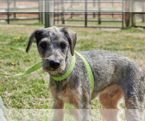 Mutt Dogs for adoption in Virginia Beach, VA, USA