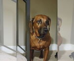 Small #1 Redbone Coonhound Mix