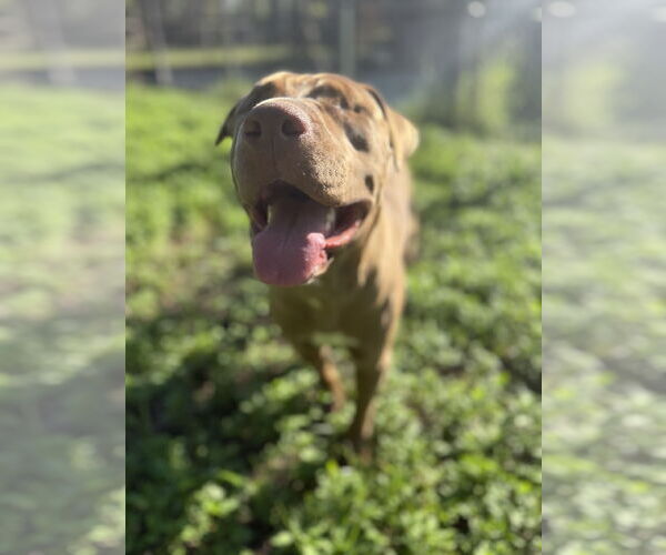 Medium Photo #8 American Pit Bull Terrier-Unknown Mix Puppy For Sale in Orlando, FL, USA