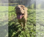 Small #7 American Pit Bull Terrier Mix