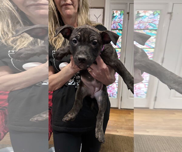 Medium Photo #6 Staffordshire Bull Terrier-Unknown Mix Puppy For Sale in Holly Springs, NC, USA