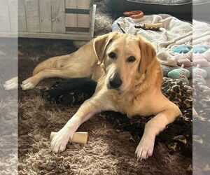 Mutt Dogs for adoption in Brooklyn Center, MN, USA