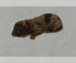 Aussiedoodle Dog for Adoption in JASPER, Missouri USA