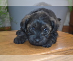 Puppy JellyBean YorkiePoo