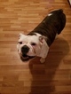 Small Photo #1 Olde English Bulldogge Puppy For Sale in BELLE CENTER, OH, USA