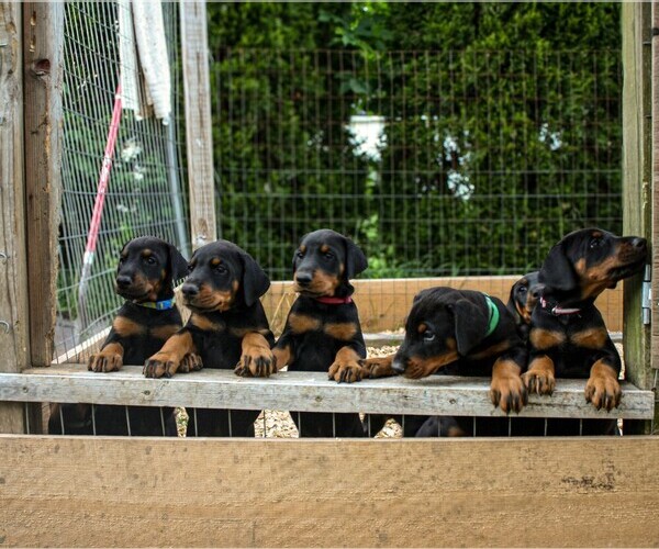 Medium Photo #1 Doberman Pinscher Puppy For Sale in FRANKLIN, PA, USA