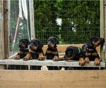 Small Doberman Pinscher