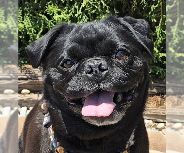 Medium Photo #1 Pug Puppy For Sale in Albuquerque, NM, USA