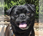Precious Lil Ms Piggy = LAP PUG - Female Pug Dog for Adoption - Small photo